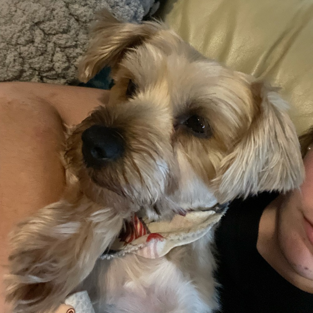 Meet your Posher, Remi